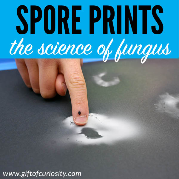 Make mushroom spore prints to learn about these amazing fungi. It only takes anywhere from a few hours to one day to see the results of this mushroom science project and it provides children with a concrete look at the mechanism mushrooms use to reproduce. #STEAM #STEM #mushrooms #fungi #fungus #backyardscience #science #giftofcuriosity #handsonlearning