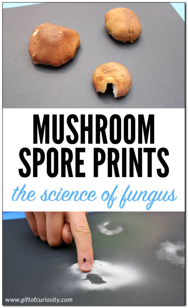 Make mushroom spore prints to learn about these amazing fungi. It only takes anywhere from a few hours to one day to see the results of this mushroom science project and it provides children with a concrete look at the mechanism mushrooms use to reproduce. #STEAM #STEM #mushrooms #fungi #fungus #backyardscience #science #giftofcuriosity #handsonlearning