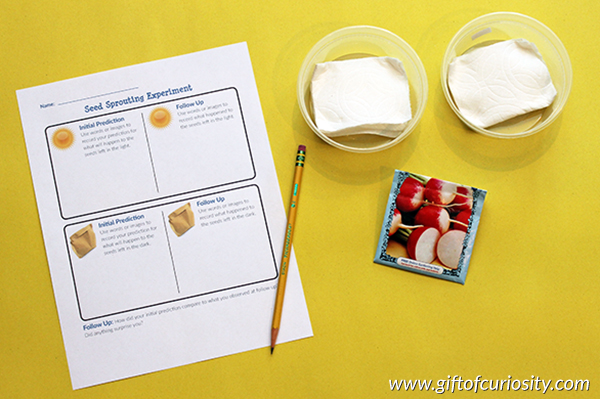 Radish seed sprouting activity materials