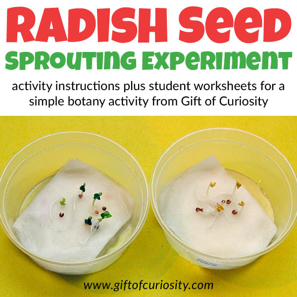Kids will love this radish seed sprouting experiment! Adults will love having the scientific information on hand to explain why seeds grow differently in the dark than in the light. Activity includes printable instructions and student observation worksheets. #botany #seeds #plants #science #STEM #STEAM #printables #giftofcuriosity || Gift of Curiosity