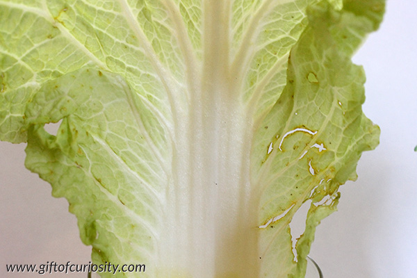 Cabbage experiment - an easy botany activity showing how plants get water into their leaves