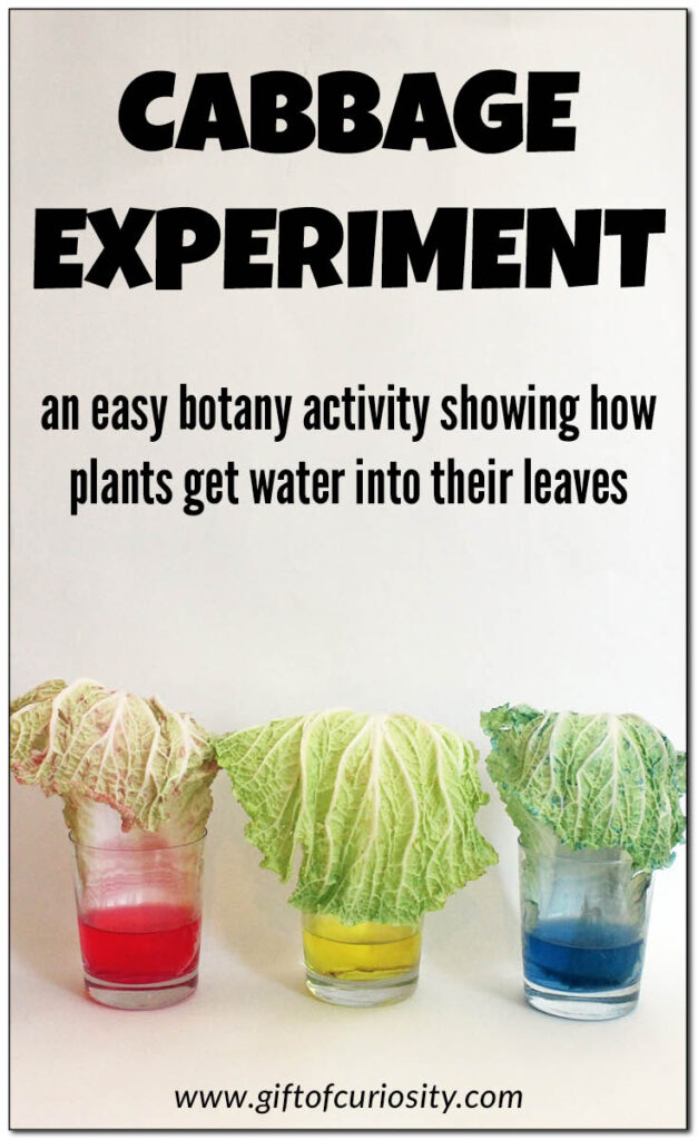 This cabbage experiment is an easy botany activity to show kids how plants get water into their leaves. Also a great activity to talk about the importance of having access to clean water so that the foods we eat will be safe and healthy for us. #botany #giftofcuriosity #science #STEM #STEAM #kids #preschool #kindergarten || Gift of Curiosity