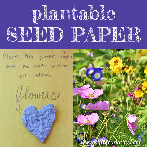Learn how to make plantable seed paper that can be mailed to a friend or family member. The paper can be buried in the ground and the seeds will sprout and grow flowers. This would make an awesome gift for Mother's Day or any other special day, like a birthday. #STEAM #STEAMeducation #STEAMactivity #botany #giftofcuriosity #MothersDay || Gift of Curiosity