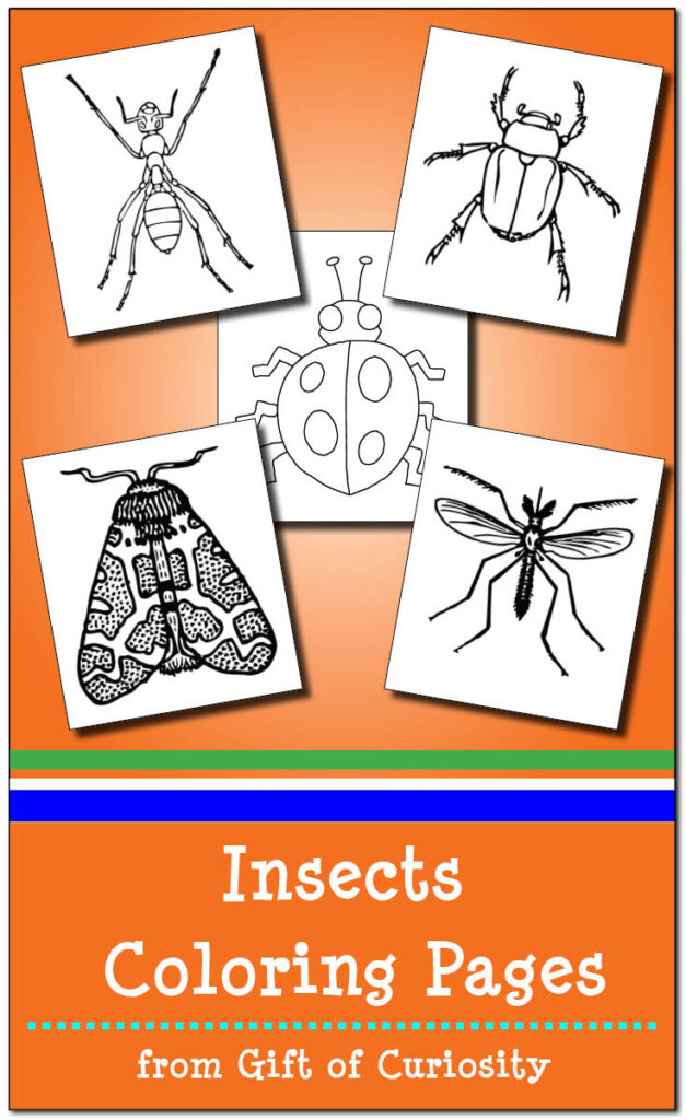 FREE Insects Coloring Pages - just print and go! Learn about insects while relaxing and coloring in these beautiful printable images. #insects #freeprintable #coloringpages #giftofcuriosity || Gift of Curiosity