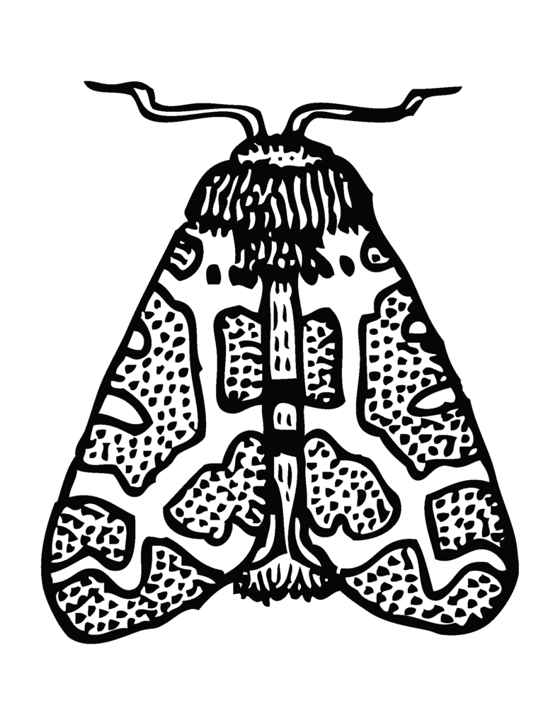 Insects Coloring Pages - moth