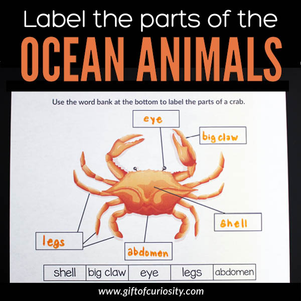 Label the Parts of the Ocean Animals: These ocean animal worksheets for kids help children to identify the anatomy and body parts of 10 different ocean animals. #ocean #printable #giftofcuriosity || Gift of Curiosity