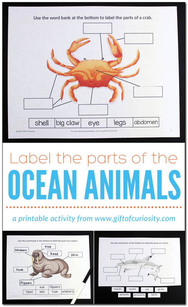 Label the Parts of the Ocean Animals - Gift of Curiosity