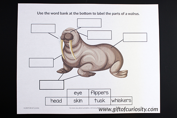 Label the Parts of the Walrus worksheet