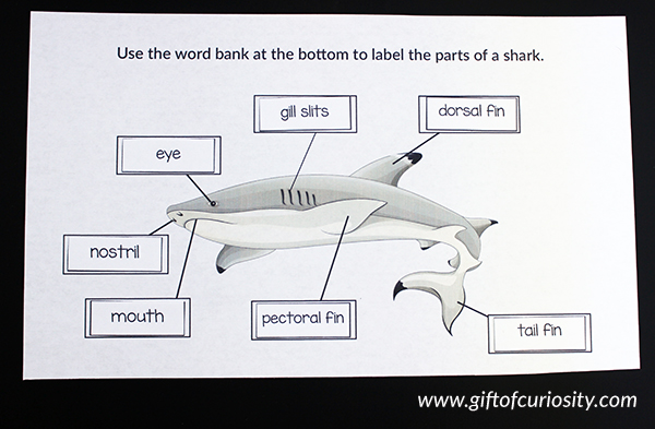 Label the Parts of the Shark worksheet