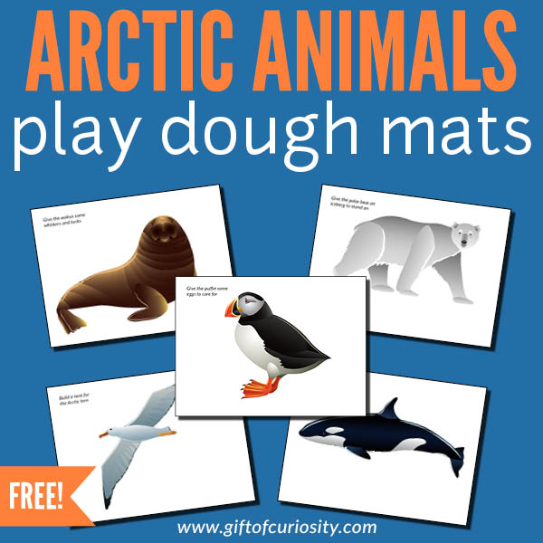 Free printable Arctic Animals Play Dough Mats for winter fun! This activity develops fine motor skills and promotes creative sensory play. Further, this particular set of play dough mats also teaches children about Arctic animals. For example, they will learn that walruses have tusks and polar bears need floating icebergs to rest on. #winter #playdough #sensoryplay #finemotor #finemotorskills #giftofcuriosity #giftofcuriosityprintables #freeprintable #Arctic #ArcticAnimals || Gift of Curiosity