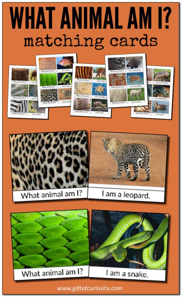 Use these Montessori-inspired What Animal Am I? Matching Cards to teach children about different animal coverings and/or to challenge your child to identify animals just from close-up images of their skin, scale, fur, or feathers. #GiftOfCuriosity #Montessori #Zoology #AnimalKingdom #preschool #kindergarten #prek #giftofcuriosityprintables || Gift of Curiosity