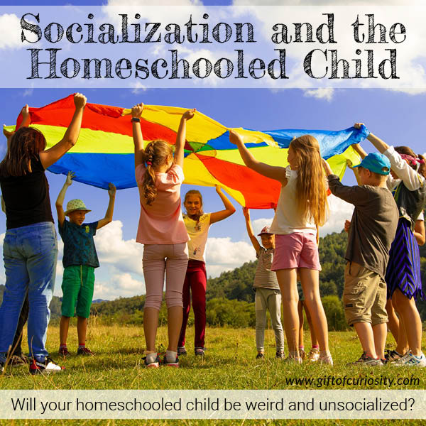 Considering home education? Are you worried about socialization and whether your child will end up as one of those weird homeschooled kids? Parents can rest assured that homeschooled children are well socialized compared to their peers in traditional brick-and-mortar schools. #giftofcuriosity #homeschooling #homeschool #homeschoolsocialization || Gift of Curiosity